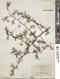 Vaccinium fuscatum image