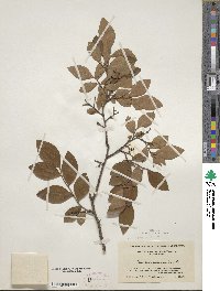 Vaccinium fuscatum image