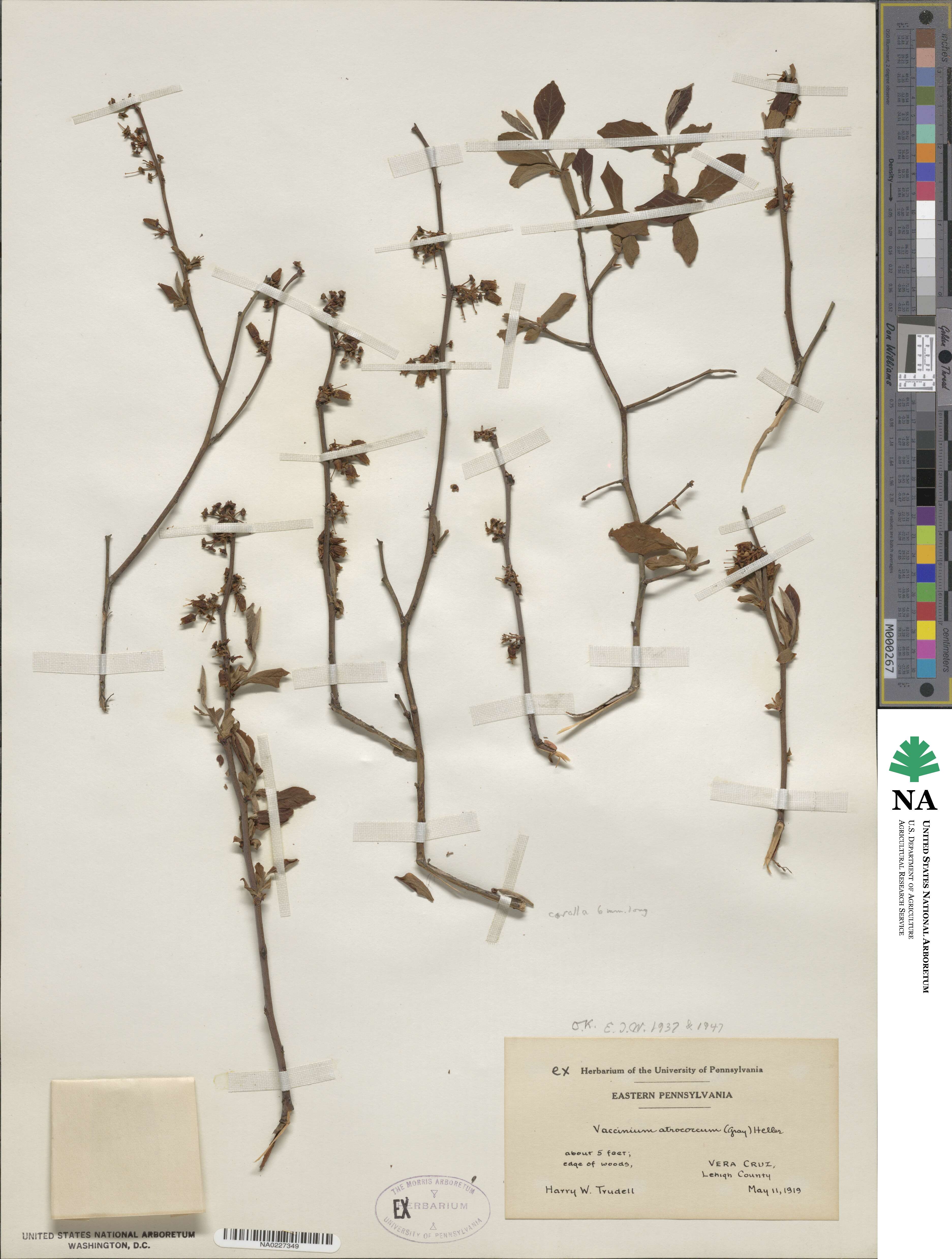 Vaccinium fuscatum image