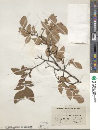 Vaccinium fuscatum image