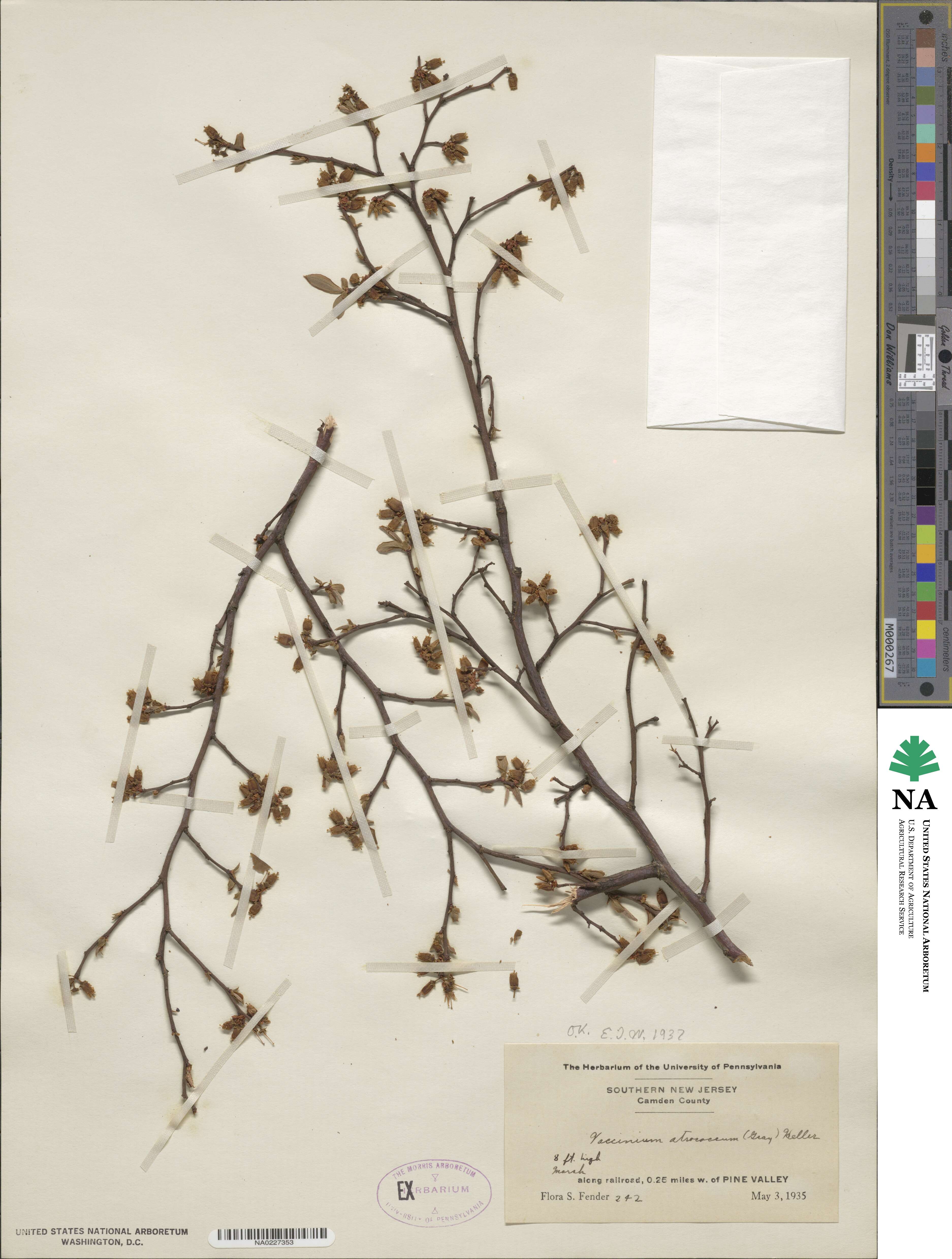 Vaccinium fuscatum image