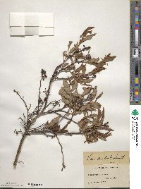 Vaccinium formosum image