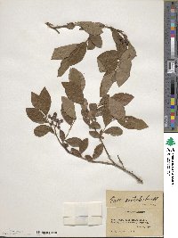 Vaccinium formosum image