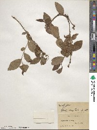 Vaccinium formosum image