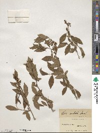 Vaccinium formosum image