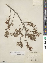 Vaccinium formosum image