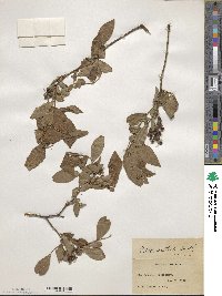 Vaccinium formosum image