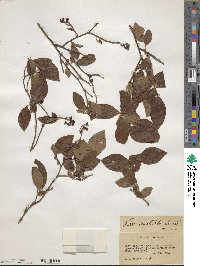 Vaccinium formosum image