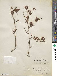 Vaccinium formosum image