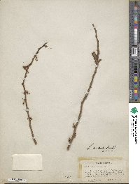 Vaccinium formosum image