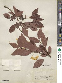 Vaccinium formosum image