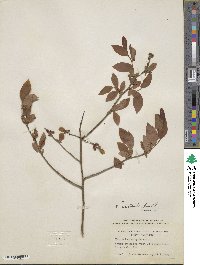 Vaccinium formosum image