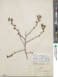 Vaccinium formosum image