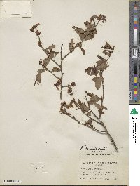 Vaccinium formosum image