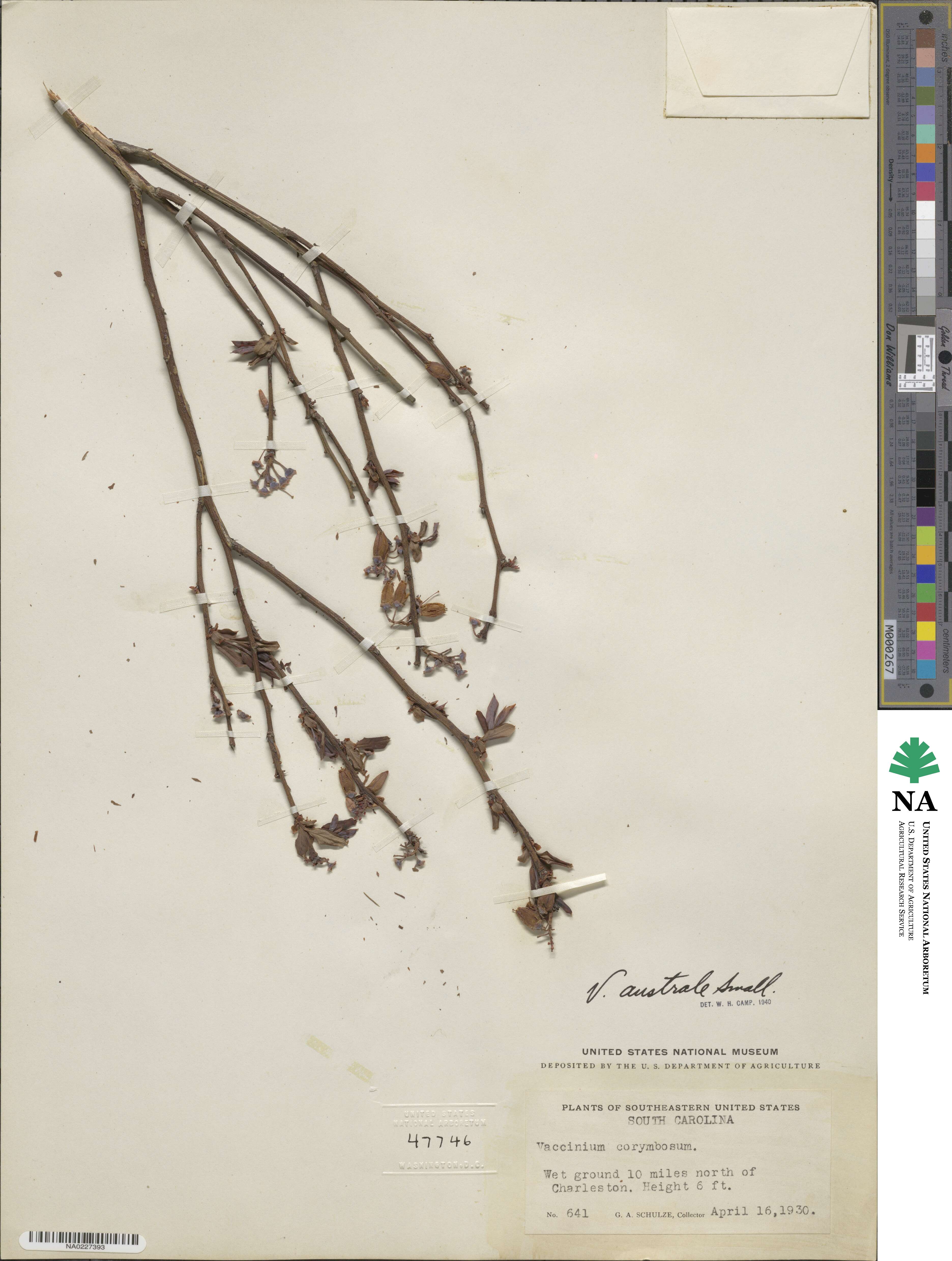 Vaccinium formosum image