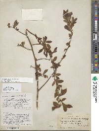 Vaccinium caesariense image