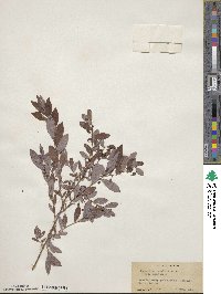 Vaccinium stamineum image