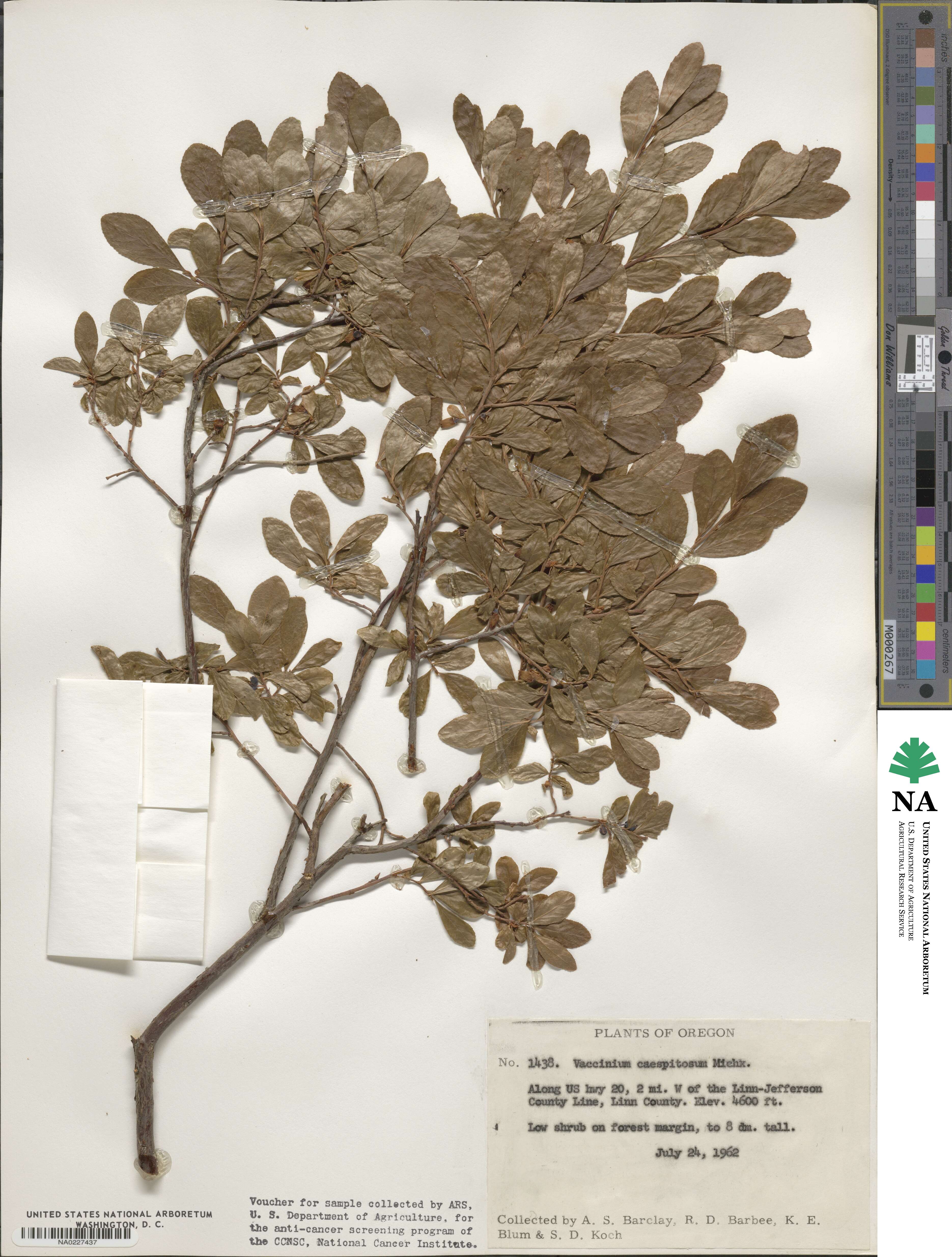 Vaccinium cespitosum image