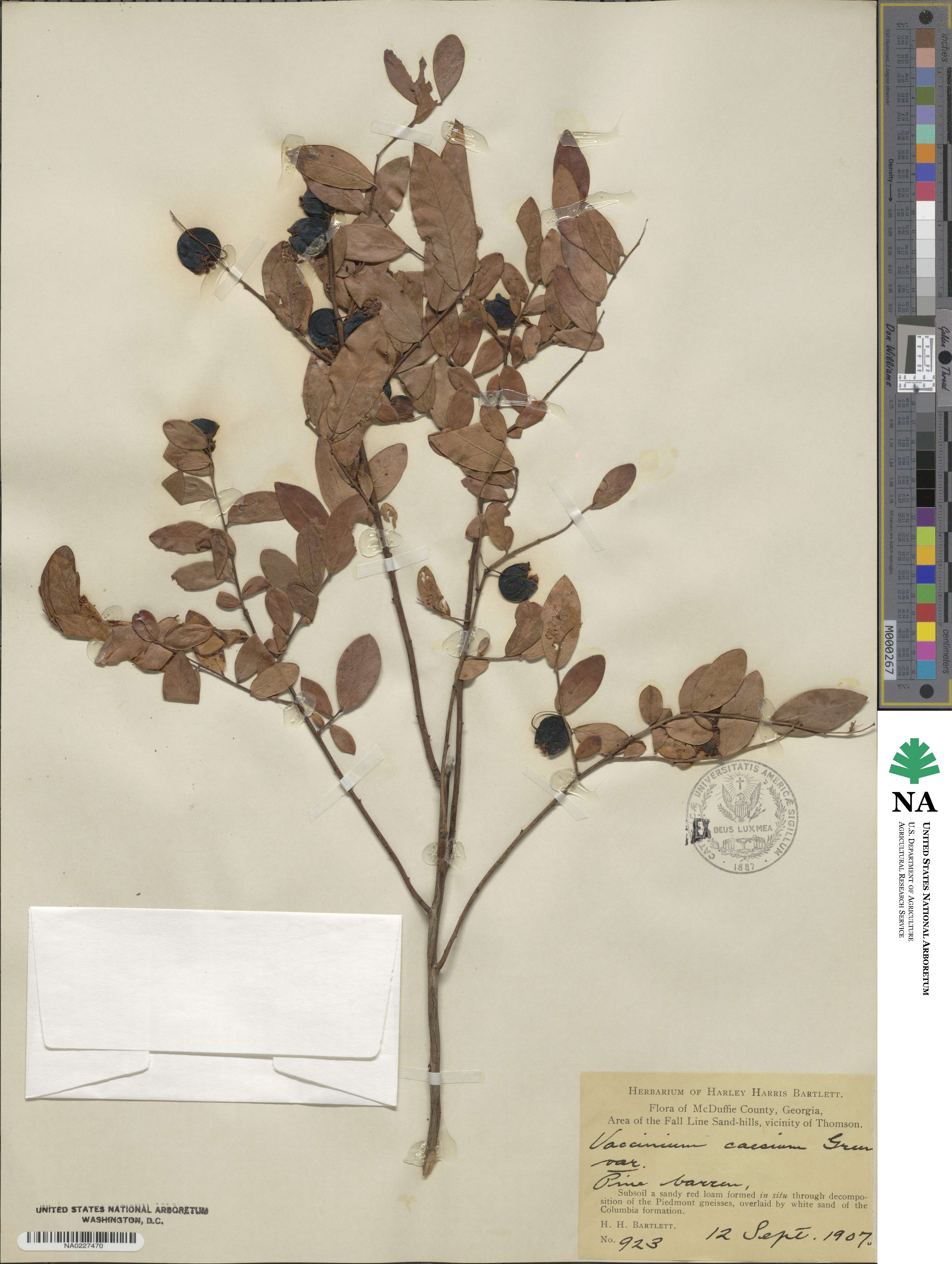 Vaccinium cespitosum image