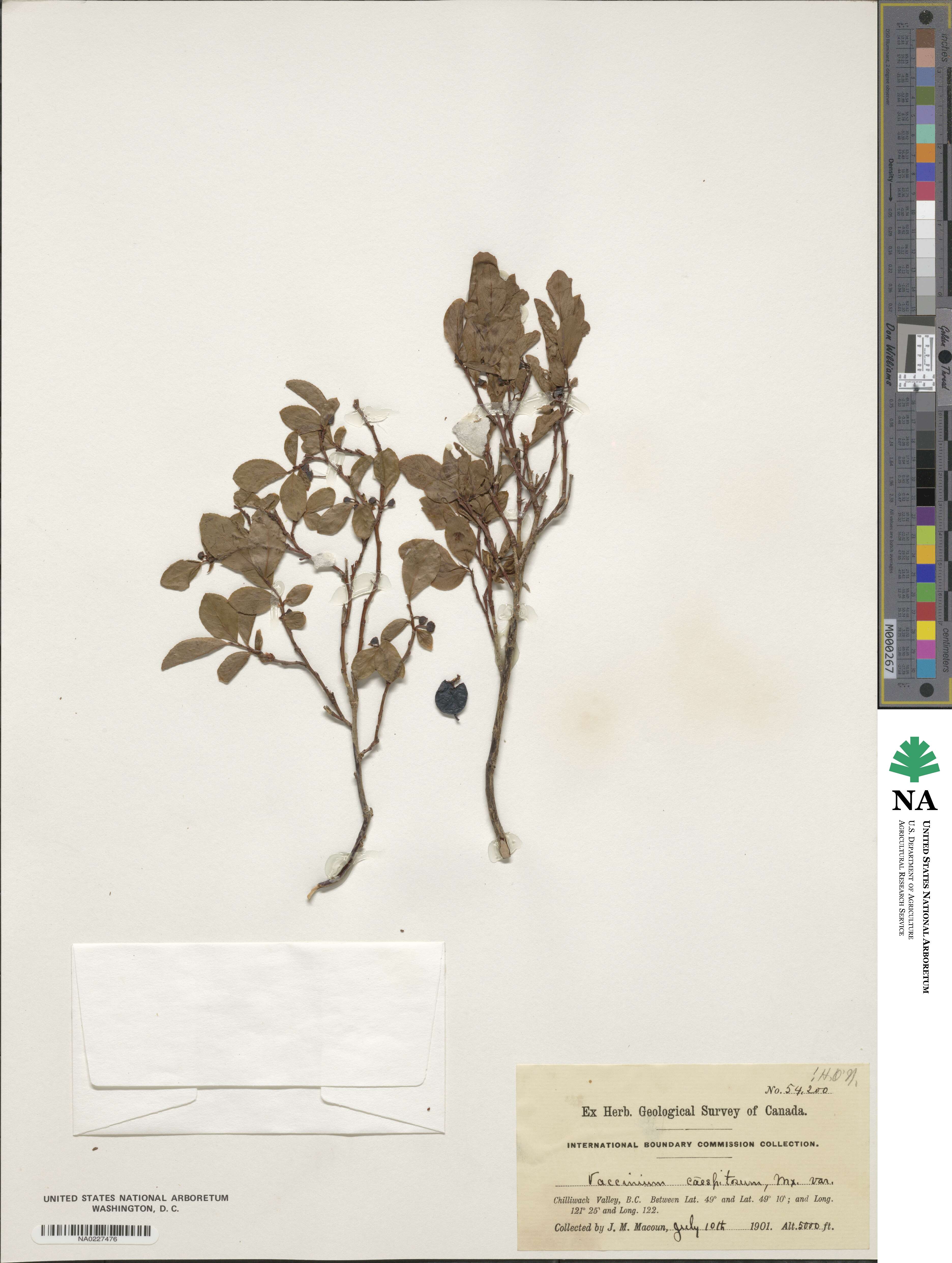 Vaccinium cespitosum image