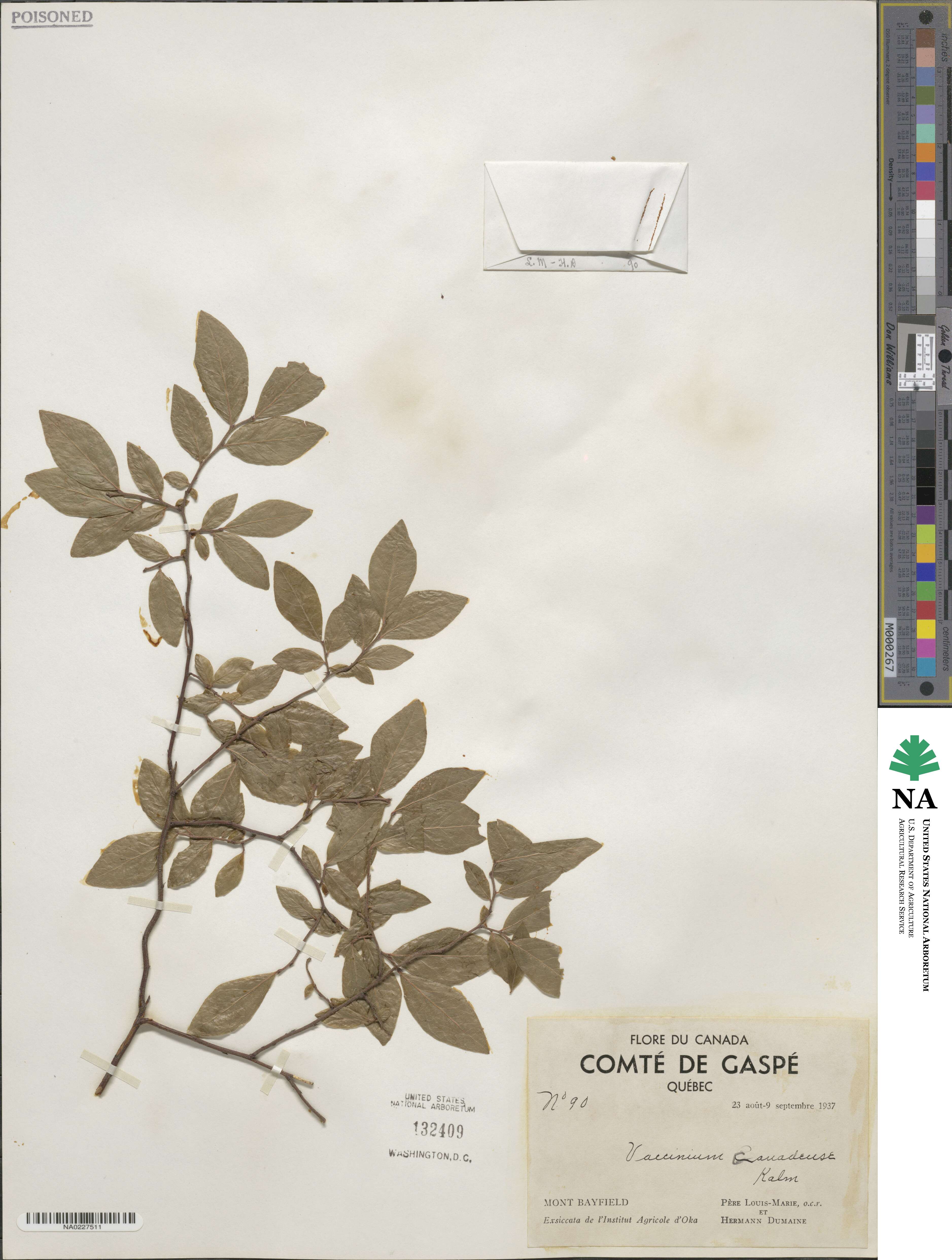 Vaccinium myrtilloides image