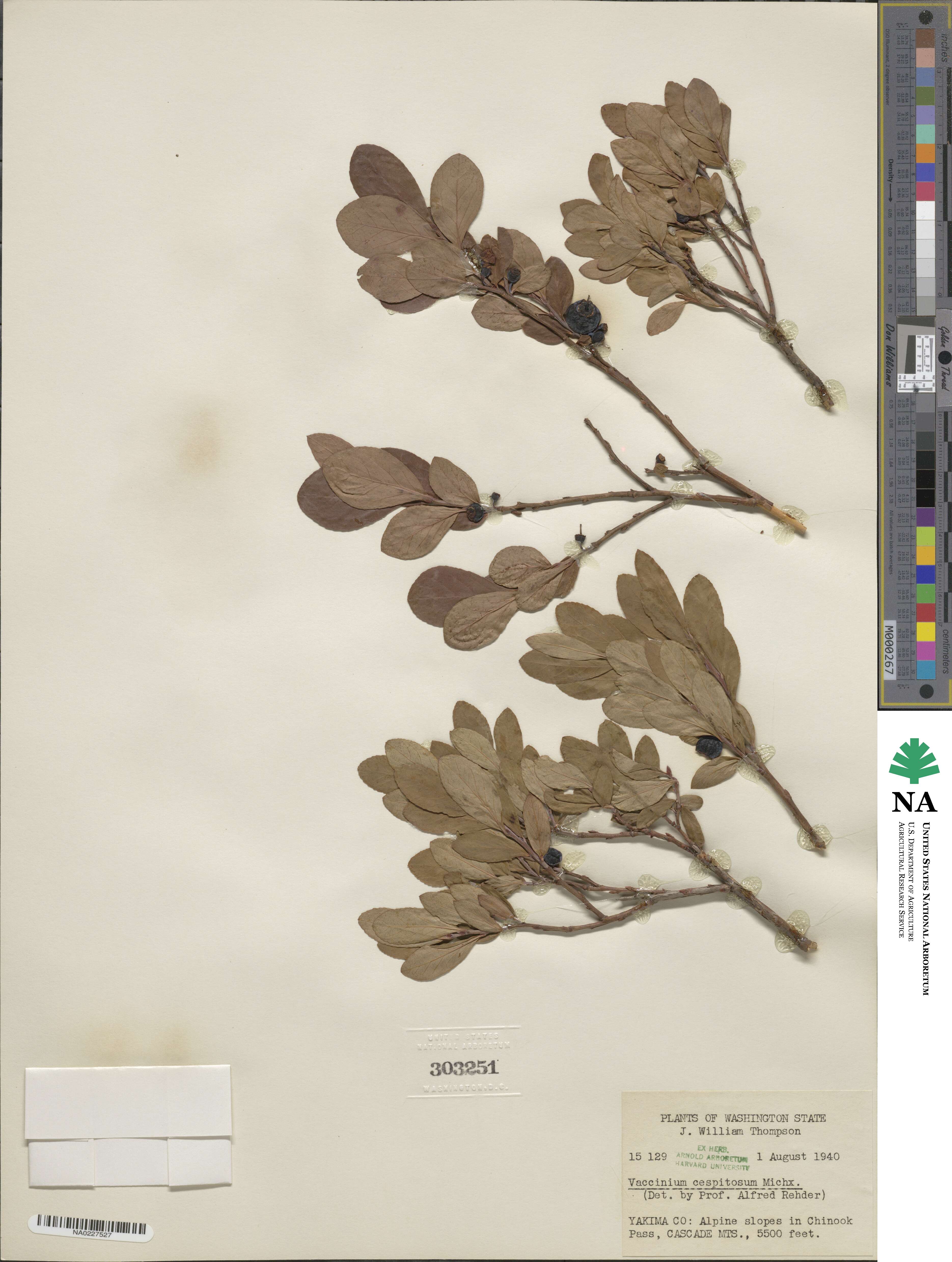 Vaccinium cespitosum image
