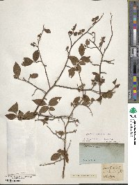 Vaccinium corymbosum image