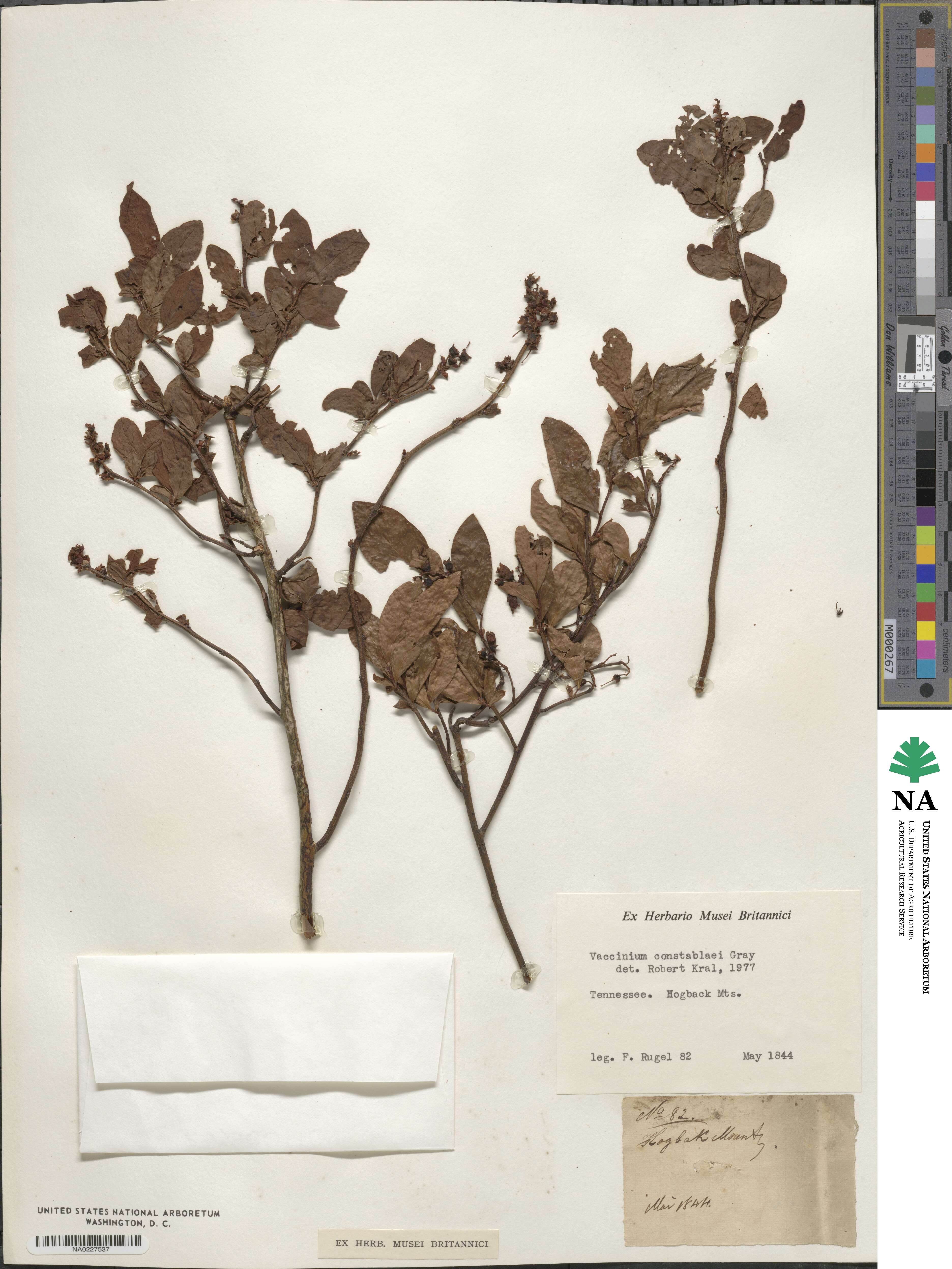 Vaccinium corymbosum image