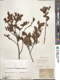 Vaccinium corymbosum image