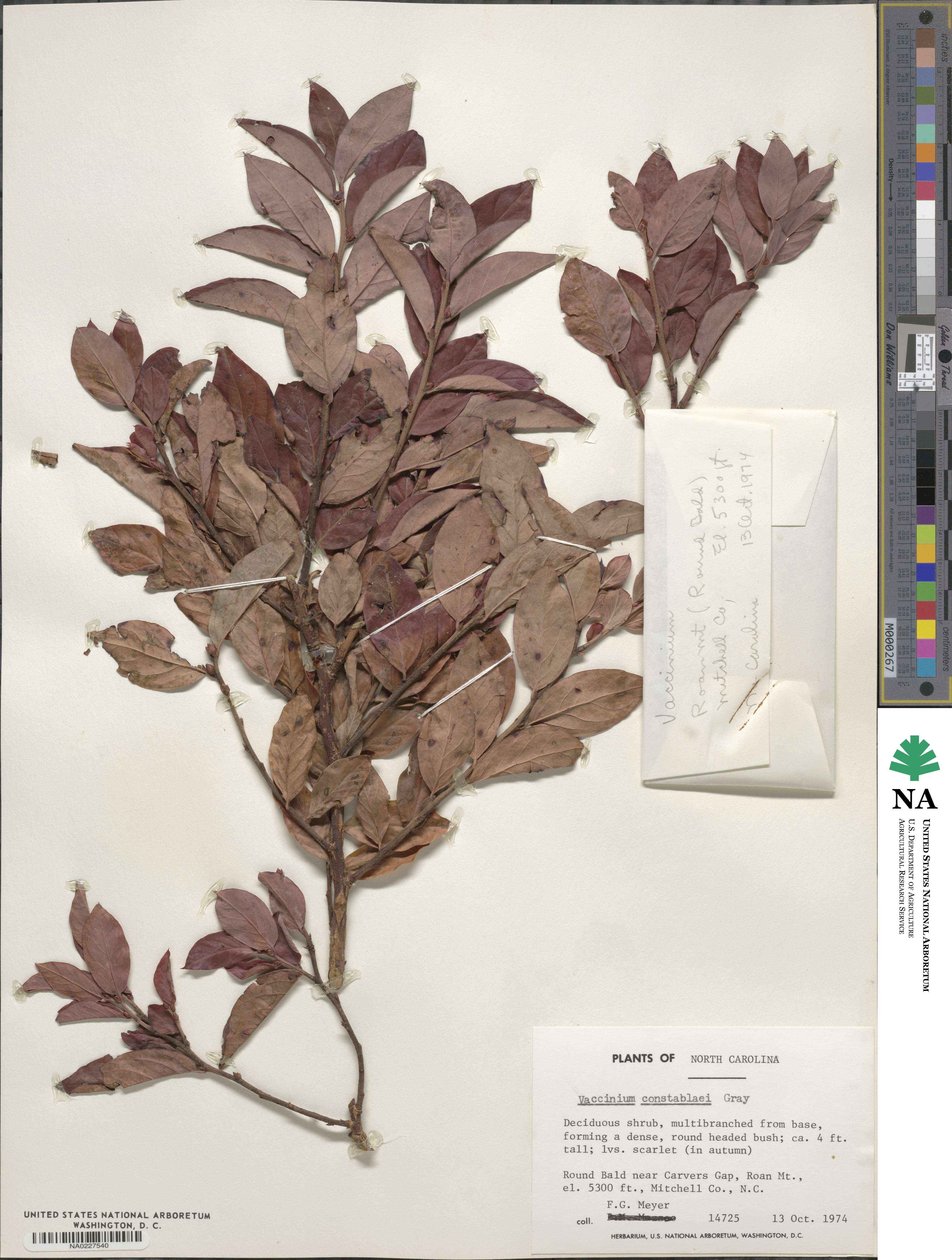 Vaccinium corymbosum image