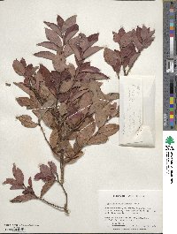 Vaccinium corymbosum image