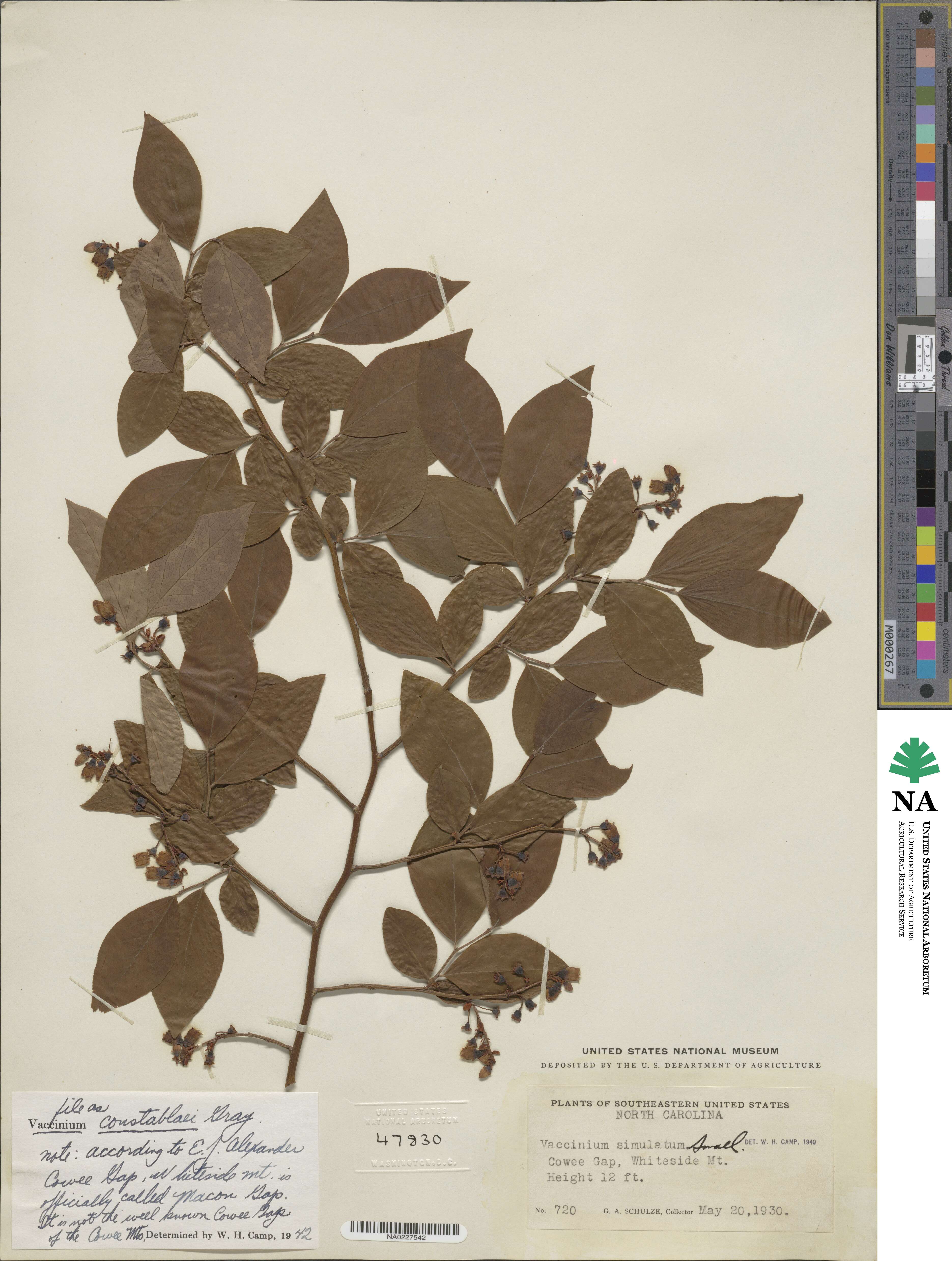 Vaccinium corymbosum image