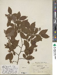 Vaccinium corymbosum image