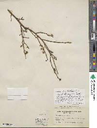 Vaccinium corymbosum image