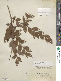 Vaccinium corymbosum image