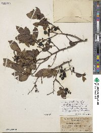 Vaccinium corymbosum image