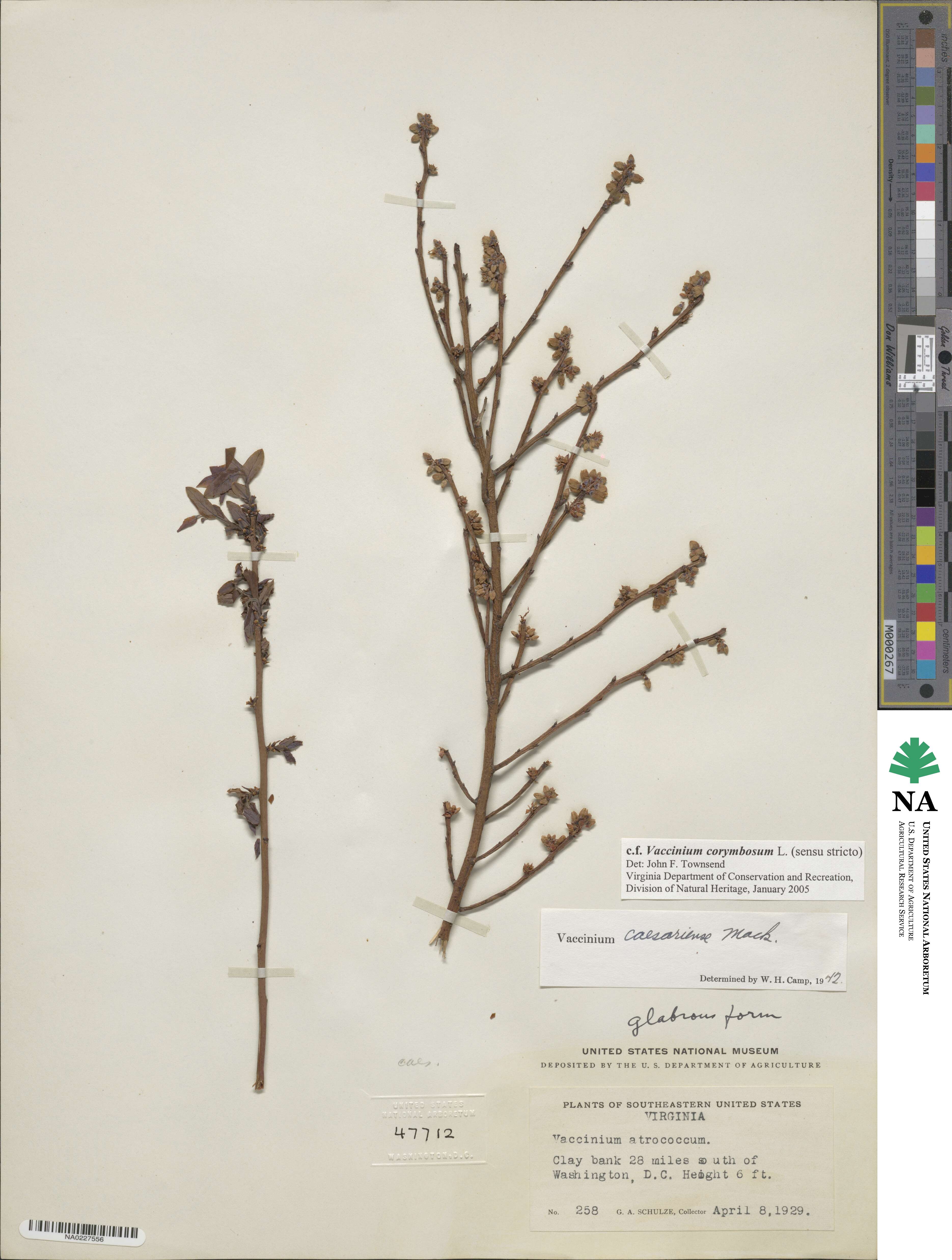 Vaccinium corymbosum image