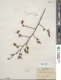 Vaccinium corymbosum image