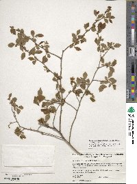 Vaccinium corymbosum image