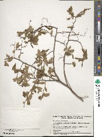 Vaccinium corymbosum image