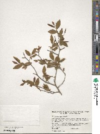 Vaccinium corymbosum image