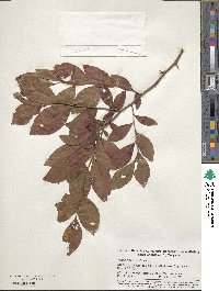 Vaccinium corymbosum image