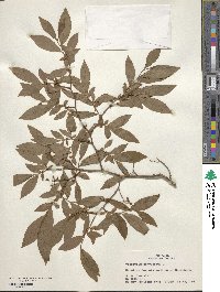 Vaccinium corymbosum image