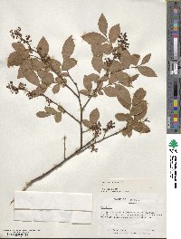 Vaccinium corymbosum image