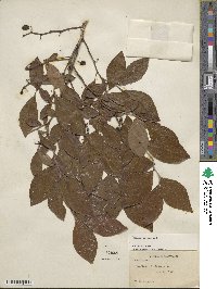 Vaccinium corymbosum image