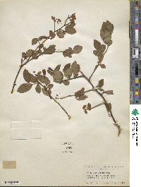 Vaccinium corymbosum image