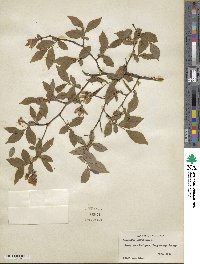 Vaccinium corymbosum image