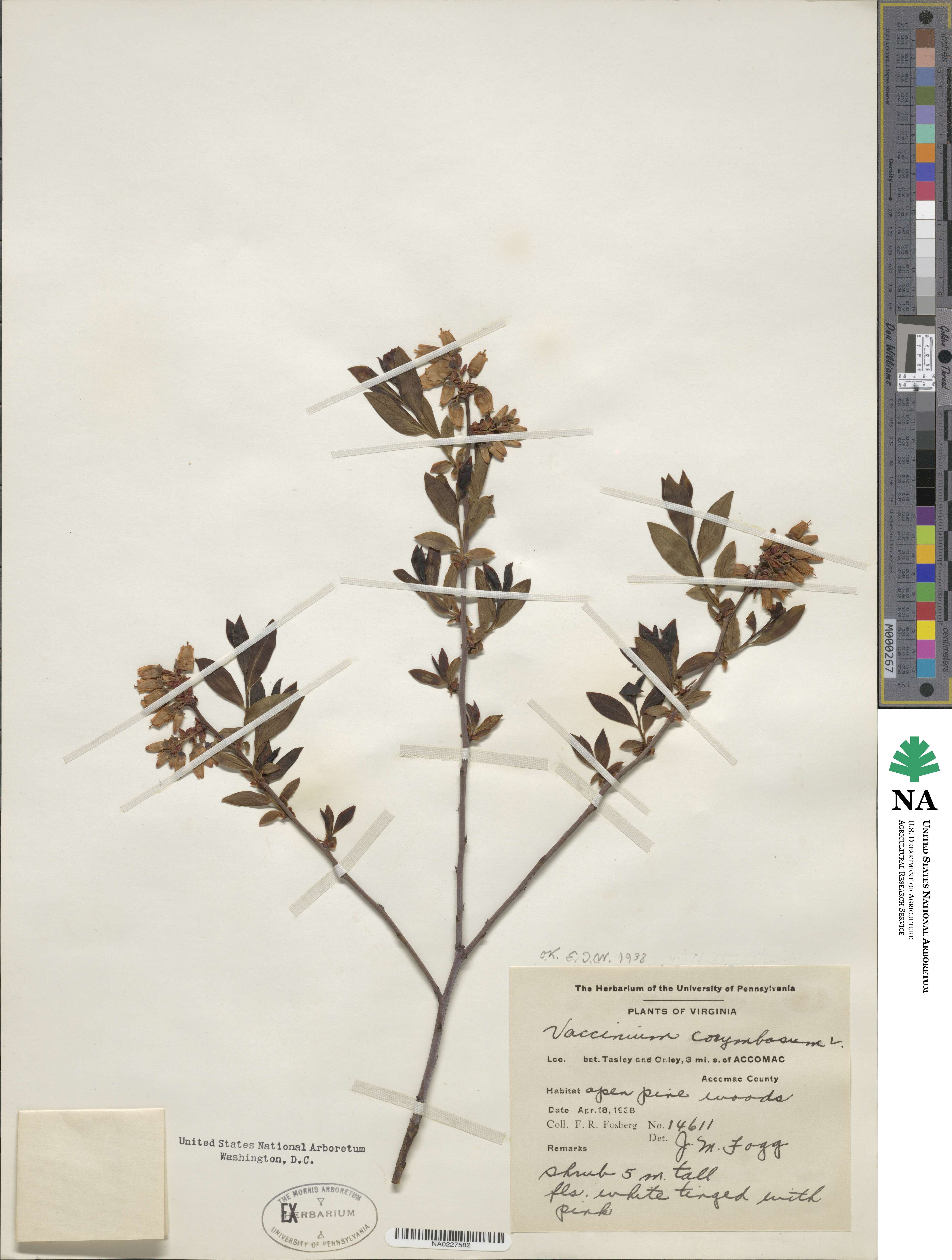 Vaccinium corymbosum image