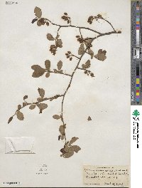 Vaccinium corymbosum image