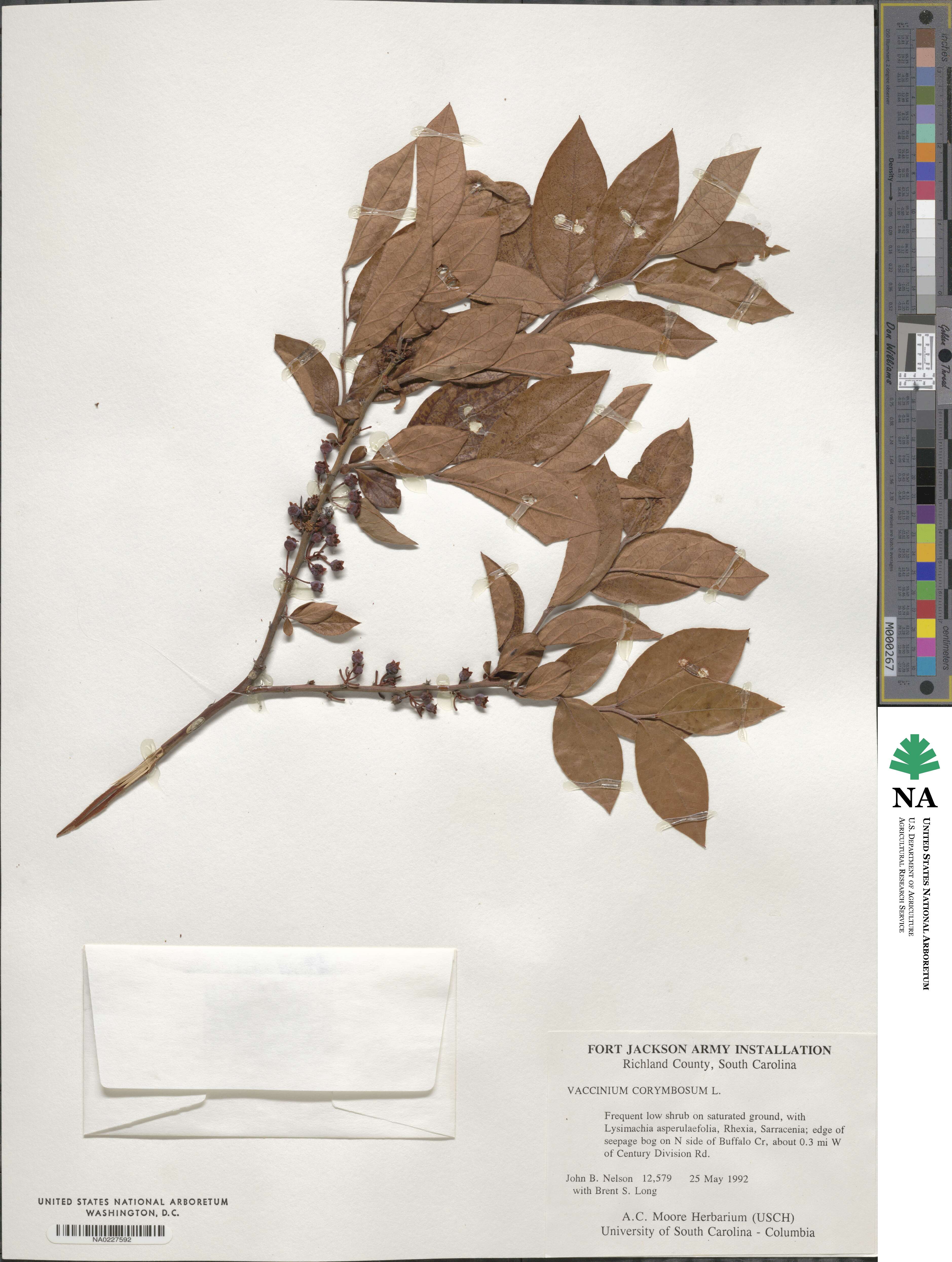 Vaccinium corymbosum image